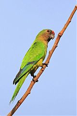 Peach-fronted Parakeet